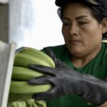 Los gremios bananeros de Ecuador y Colombia reiteran su pedido de precios justos en Europa.